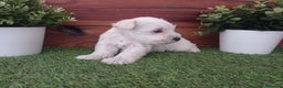 Schnauzer Miniatura perros en venta: Espectaculares schnauzers mini blancos - Anuncio 4
