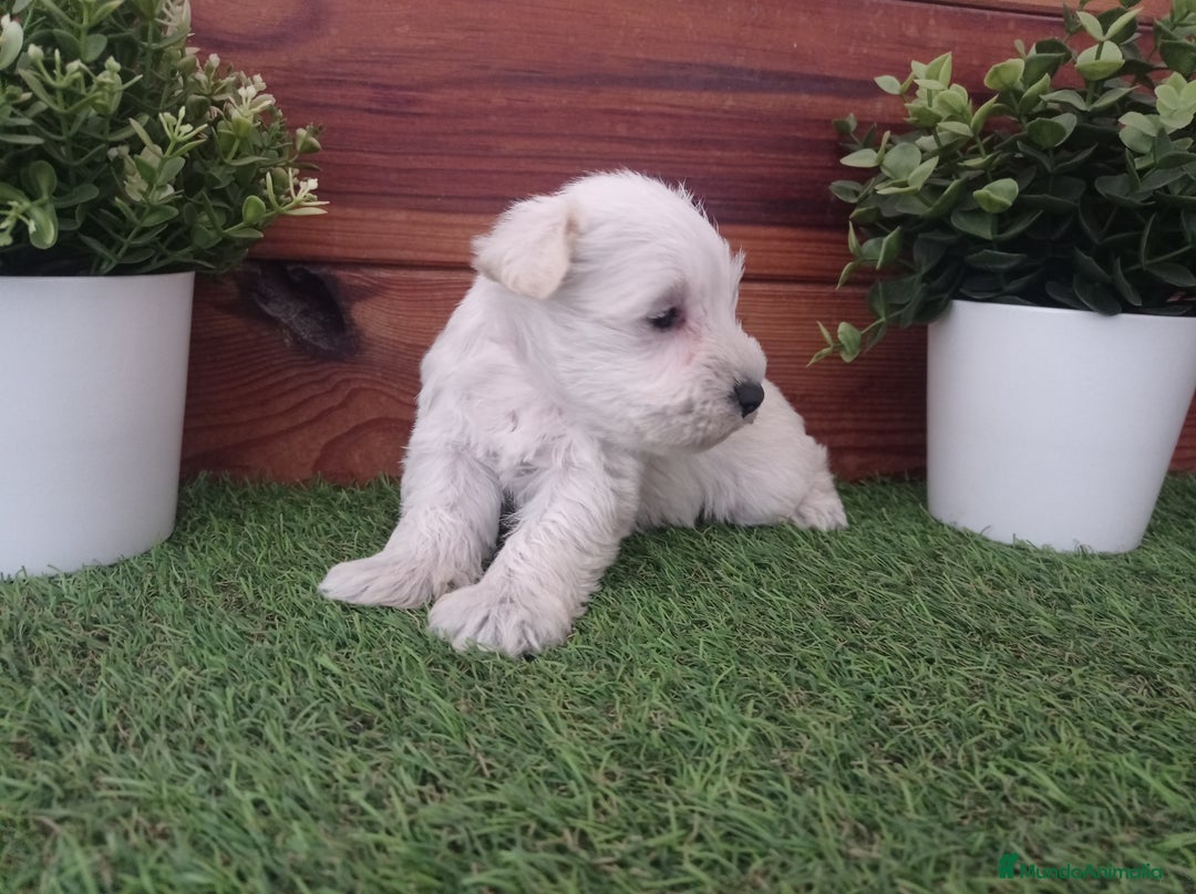 Schnauzer Miniatura perros en venta: Espectaculares schnauzers mini blancos - Anuncio 4