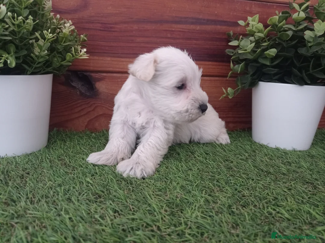 Schnauzer Miniatura perros en venta: Espectaculares schnauzers mini blancos - Anuncio 4