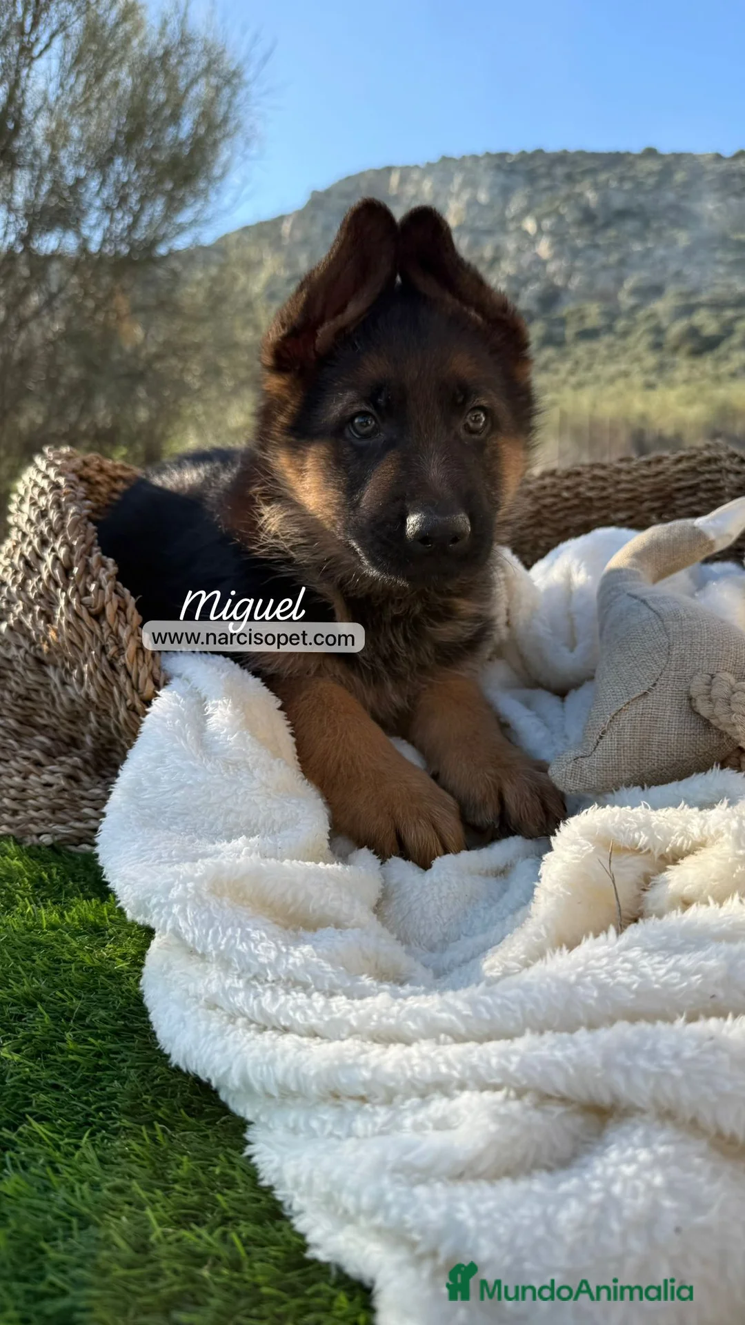 Pastor Alemán perros en venta: CAMADA DE PASTOR ALEMAN - Anuncio 4