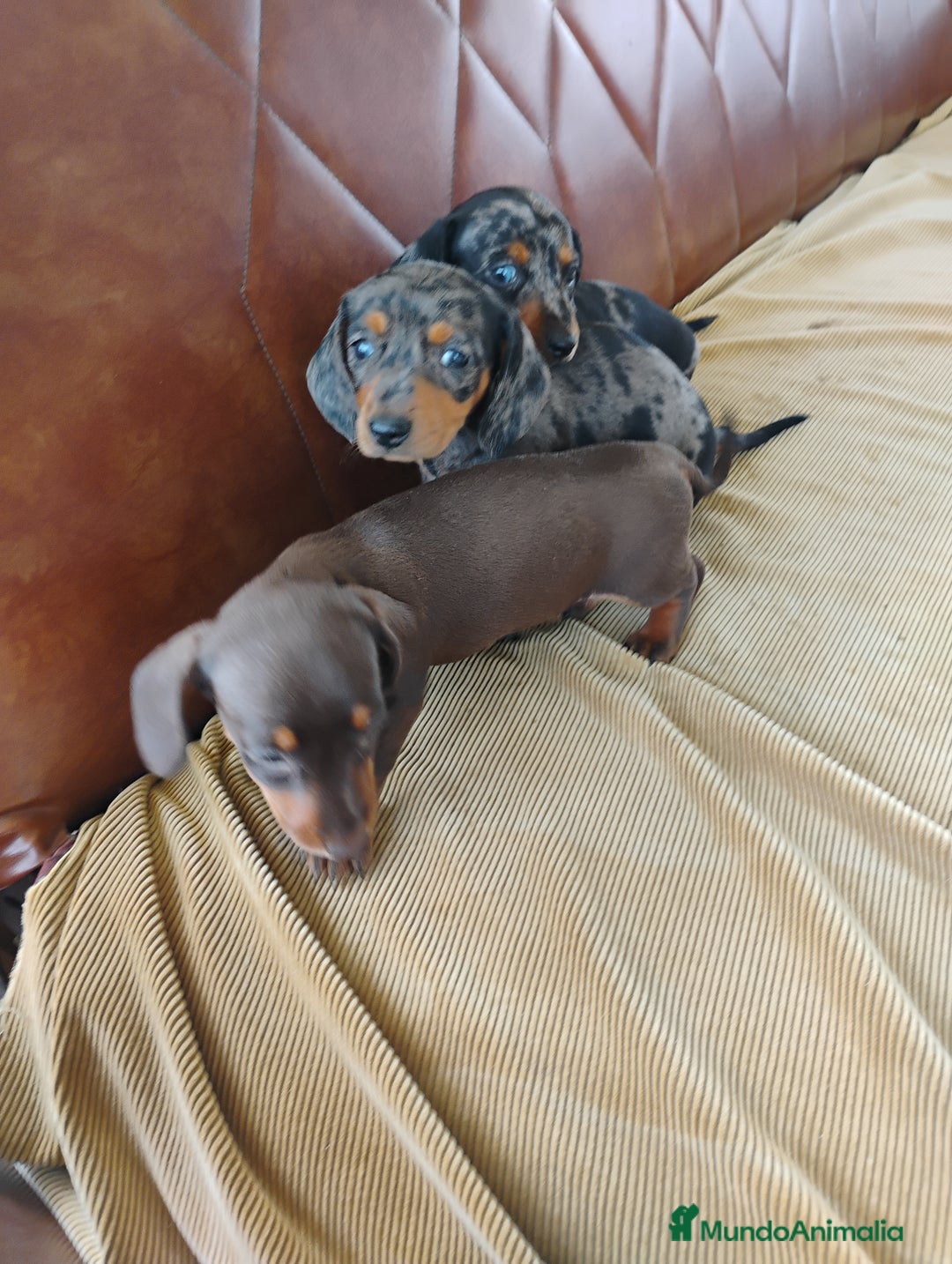 Teckel Miniatura perros en venta: Hembra teckel miniatura  - Anuncio 2