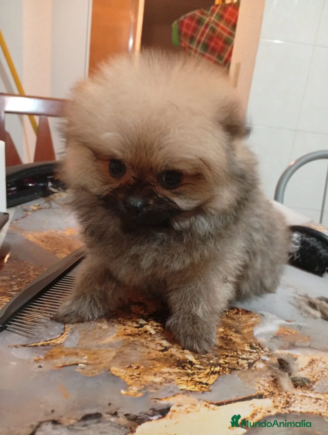 Pomerania perros en venta: “Pomerania Mini Peluche – Últimos 2” - Anuncio 2