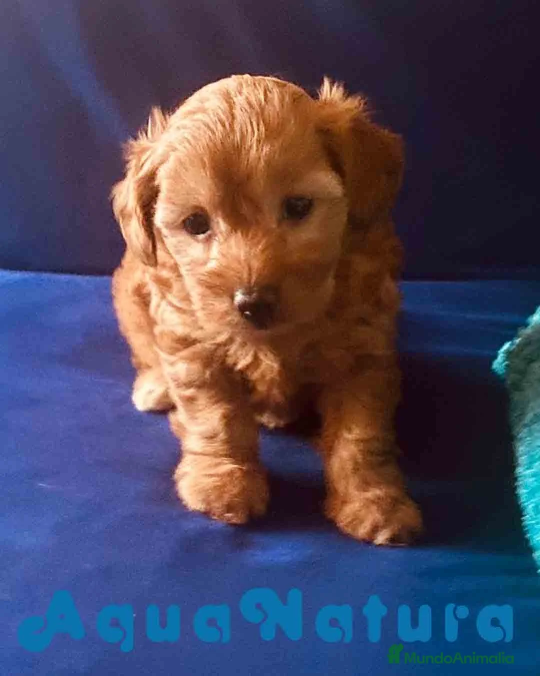 Caniche Enano perros en venta: Havapoo Hembra de Hada - AQUANATURA en Barcelona - Anuncio 1