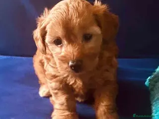 Caniche Enano perros Havapoo Hembra de Hada - AQUANATURA en Barcelona - Anuncio 22