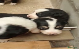 Border Collie perros en venta: Border collie nueva camada - Imagen 7