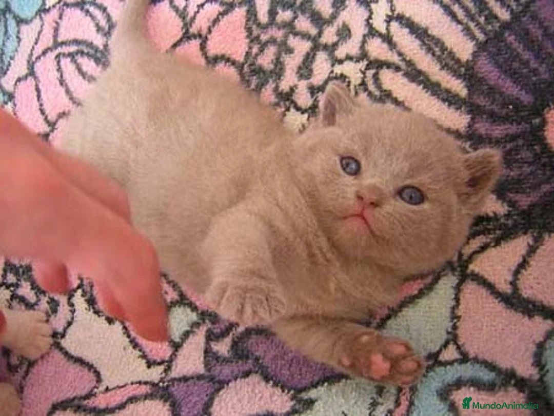 Imagen de galería {{count}}