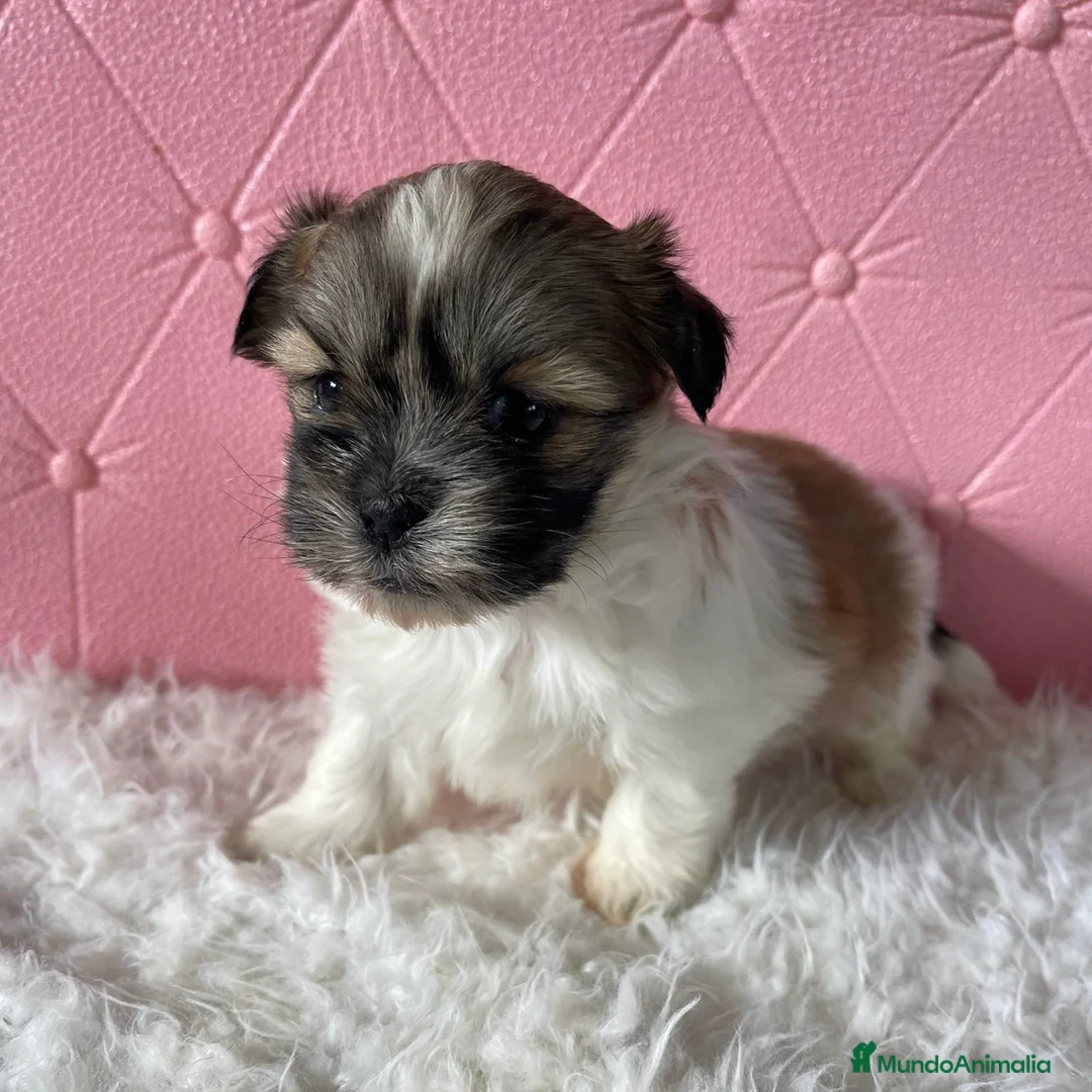 Shih Tzu perros en venta: Shih Tzu  - Anuncio 7