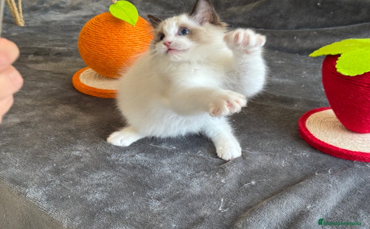 Ragdoll gatos - Anuncio 1