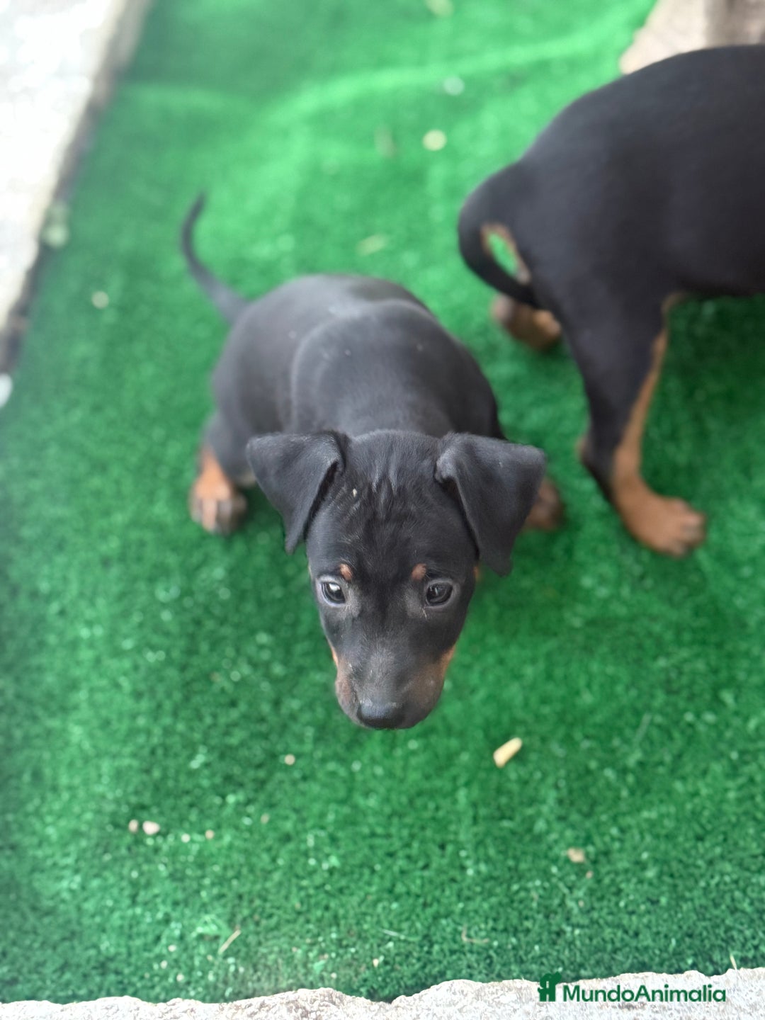 Pinscher Miniatura perros en venta: Mini pincher  - Imagen 7