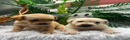 Labrador Retriever perros en venta: LABRADOR RETREVIER - Anuncio 11