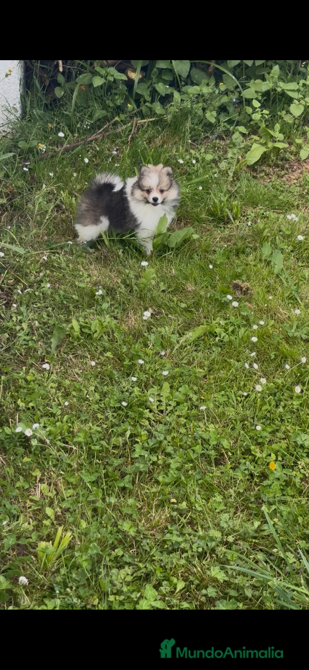Pomerania perros en venta: pomerania  - Anuncio 2
