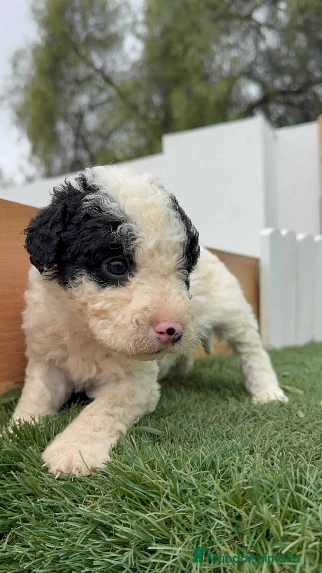 Perro de Agua Español perros en venta: PERRO DE AGUA HEMBRA - Anuncio 7