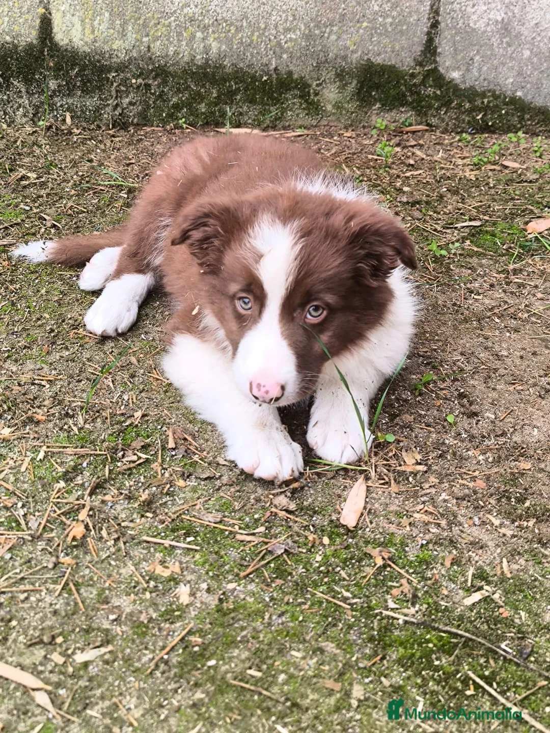 Border Collie perros en venta: Cachorros border collie puros! 2 meses - Anuncio 2