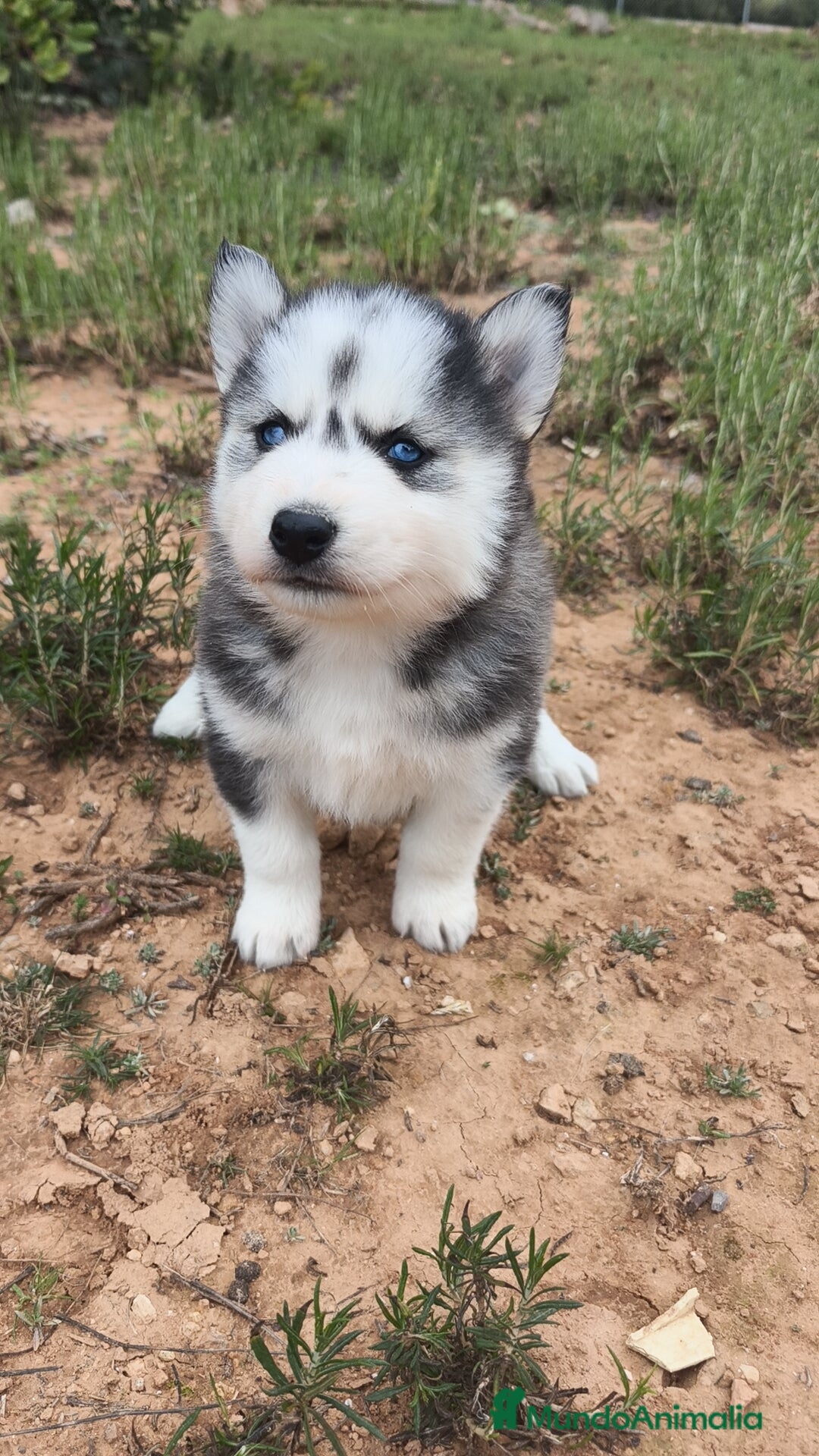 Husky Siberiano perros Husky SIBERIANO disponibles  - Anuncio 1