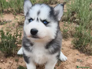 Husky Siberiano perros Husky SIBERIANO disponibles - Anuncio 1