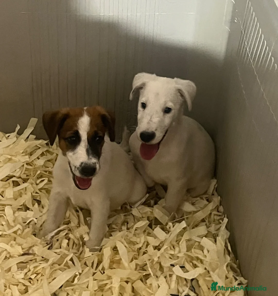 Fox Terrier de Pelo Liso perros en venta: Fox terrier  - Anuncio 1