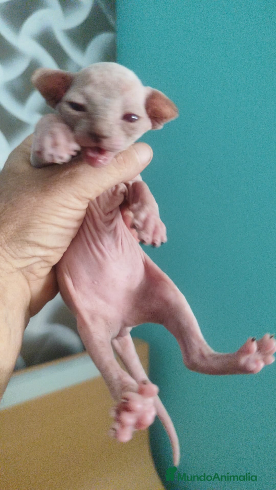 Sphynx gatos en venta: Sphynx pura raza - Imagen 12