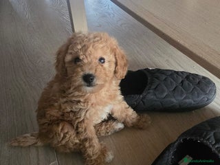 Caniche Enano perros en Barcelona - Anuncio 20