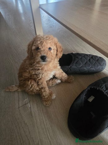 Caniche Enano perros en Barcelona - Anuncio 7