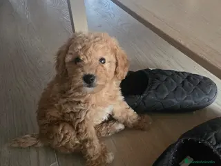 Caniche Enano perros Caniches preciosos en Barcelona - Anuncio 14