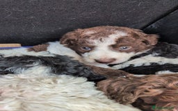 Perro de Agua Español perros en venta: Perro de agua  - Imagen 1