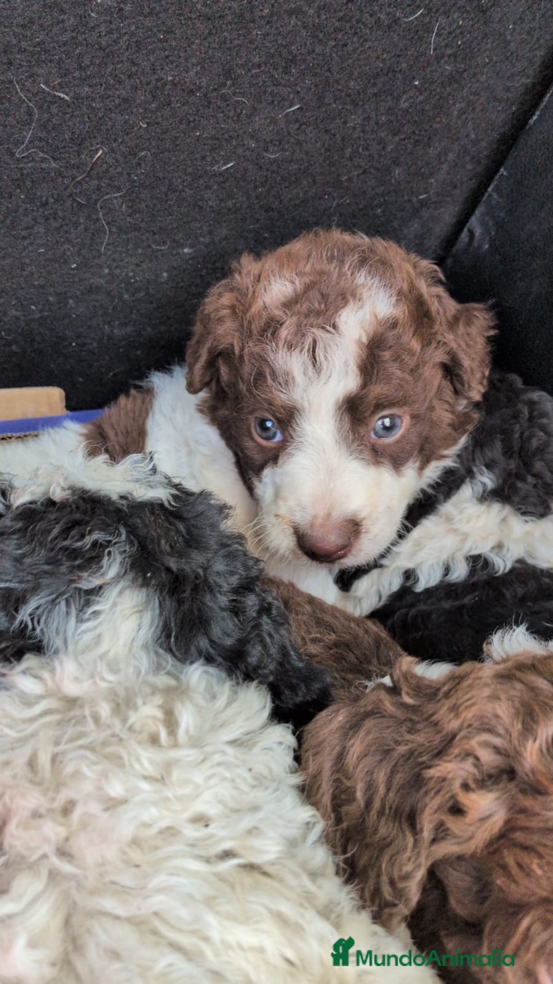 Perro de Agua Español perros en venta: Perro de agua  - Imagen 1