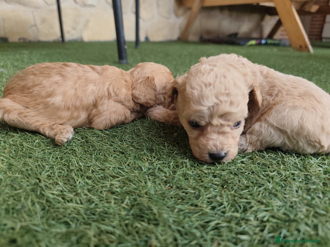 Caniche Enano perros en venta: Cachorro Caniche - Imagen 8