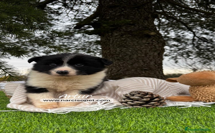 Border Collie perros - Propaganda 4