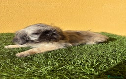 Pekinés perros en venta: cachorrita de Pekines Imperial  - Imagen 1