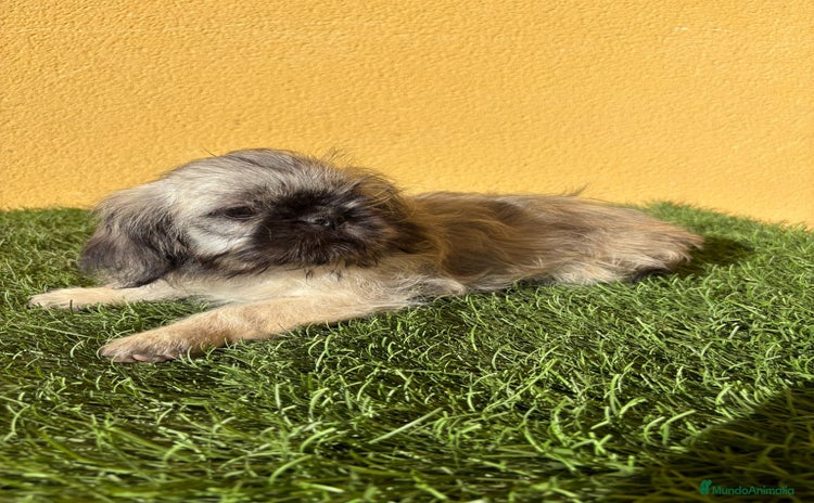 Pekinés perros - Anuncio 10