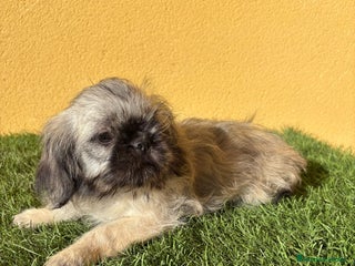 Pekinés perros - Anuncio 9