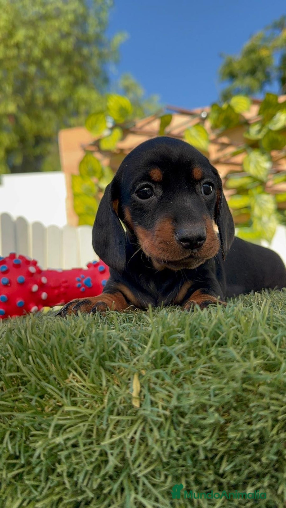 Teckel Miniatura perros en venta: TECKEL MINIATURA  - Imagen 4