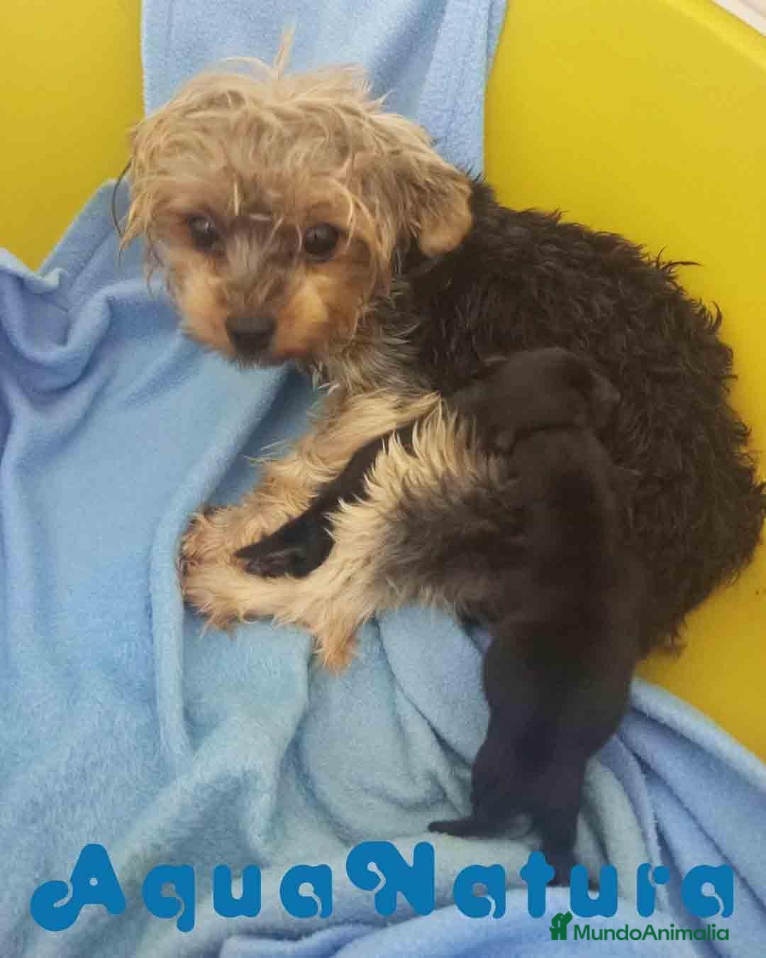 Yorkshire Terrier perros en venta: Yorkshire Terrier Camada de Minus y Mas AQUANATURA - Anuncio 2