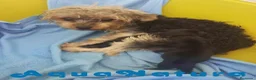 Yorkshire Terrier perros en venta: Yorkshire Terrier Camada de Minus y Mas AQUANATURA - Anuncio 1