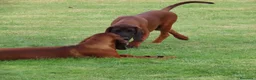 Sabueso de Sangre de Baviera perros en venta: Sabueso de Baviera  - Anuncio 3