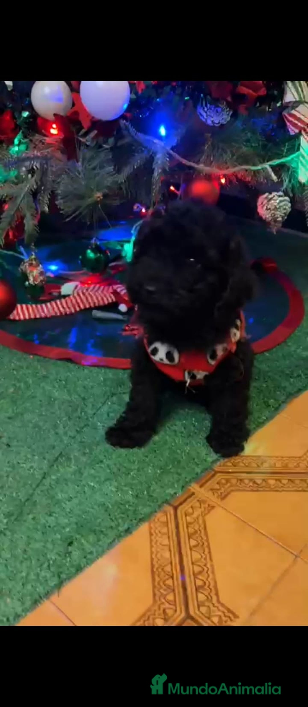 Caniche Toy perros en venta: 2 últimas hembras de caniche toy  - Anuncio 3