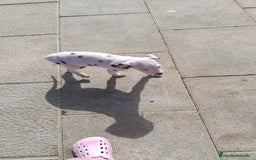 Dálmata perros en venta: Dalmata  - Anuncio 2