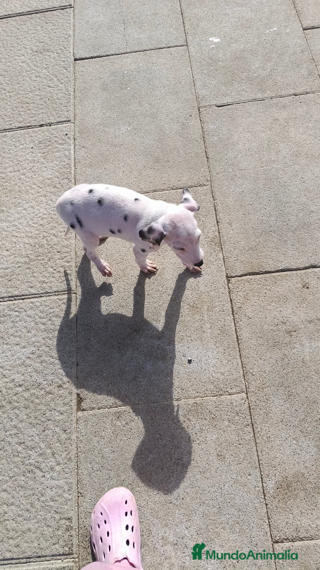 Dálmata perros en venta: Dalmata  - Anuncio 2