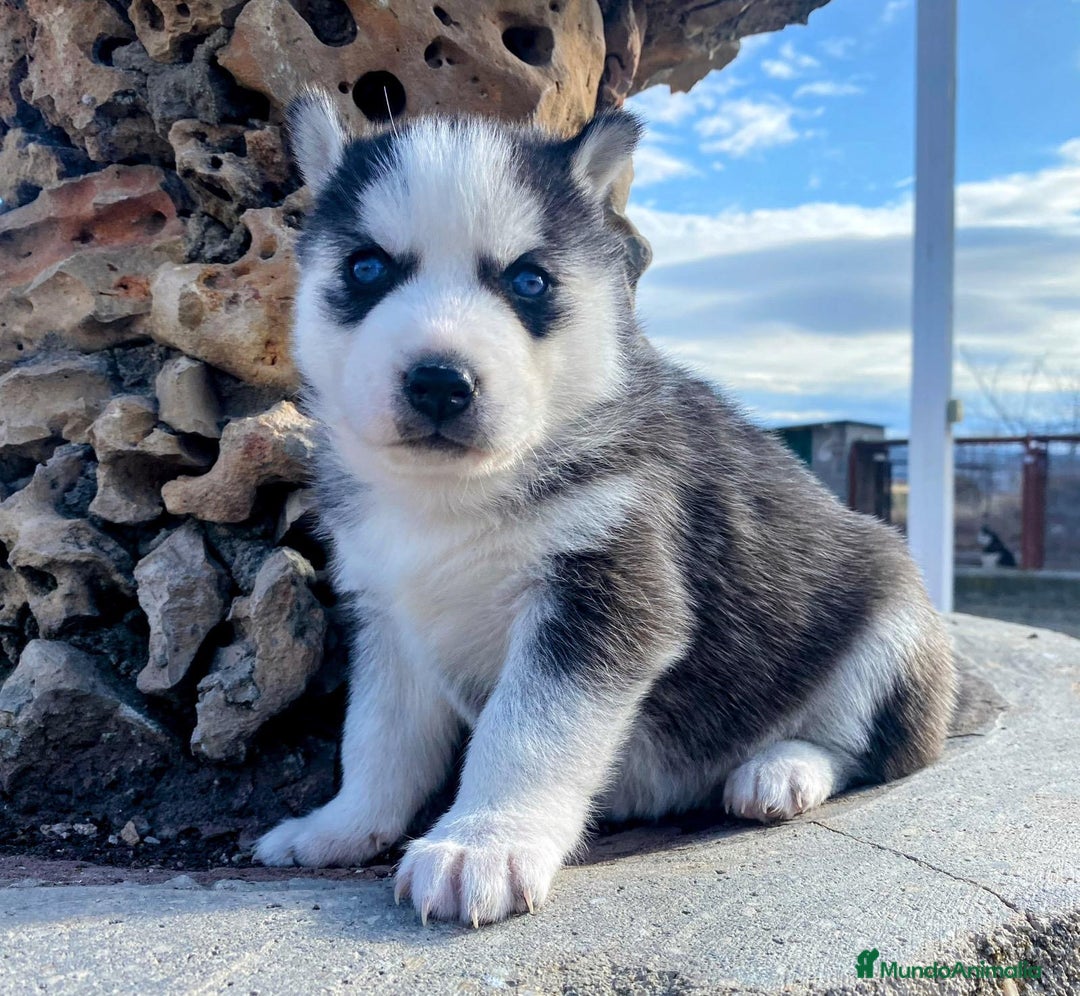 Husky Siberiano perros en venta: 	Huskies Siberianos Pura Raza Belleza y Nobleza - Anuncio 6