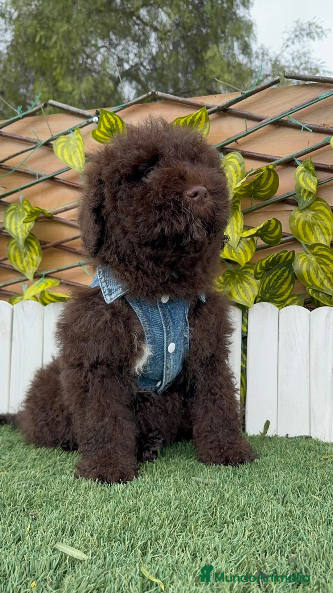 Perro de Agua Español perros en venta: PERRO DE AGUA ESPAÑOL - Anuncio 8