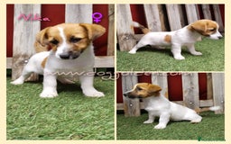 Jack Russell Terrier perros en venta: Jack Russell Terrier - Imagen 2