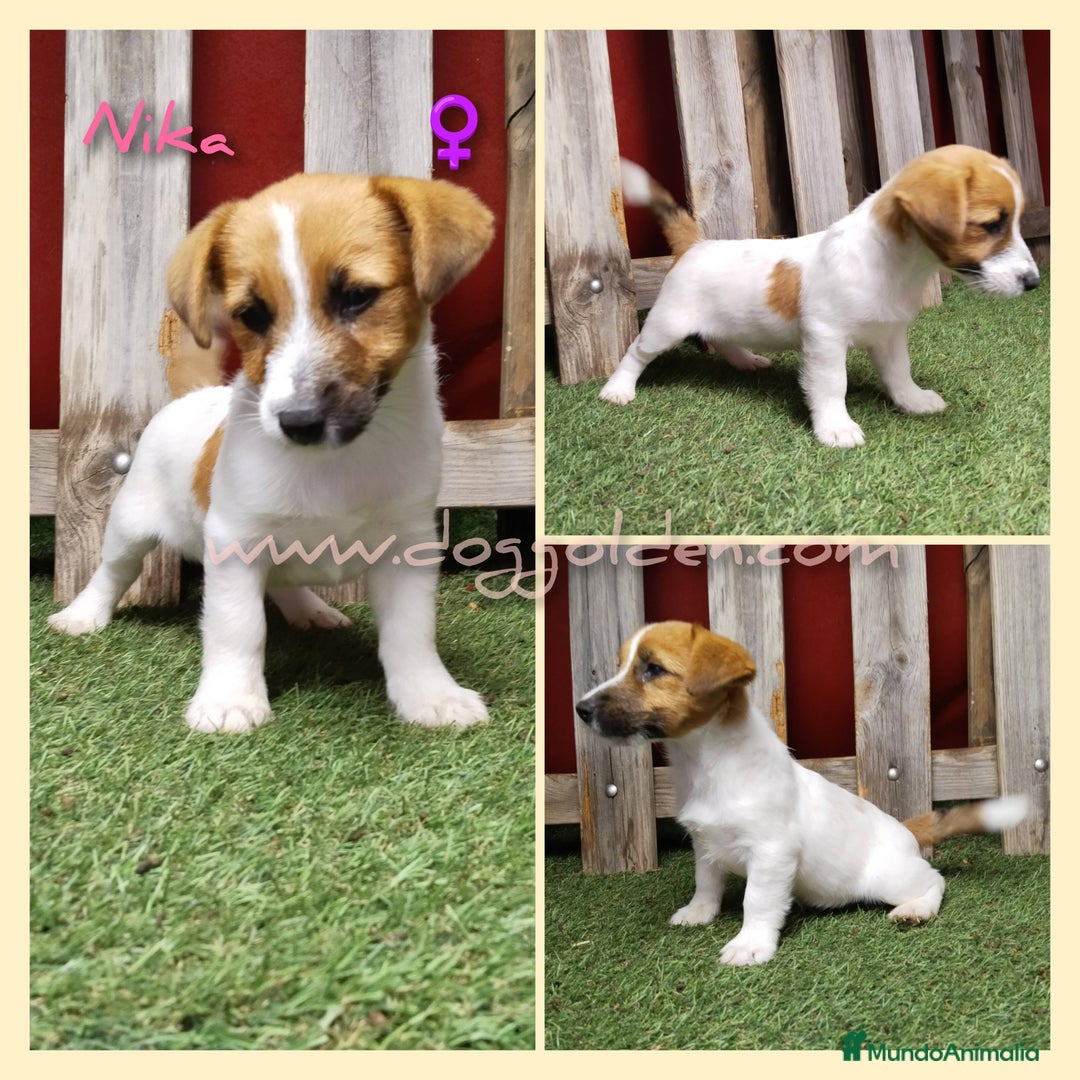 Jack Russell Terrier perros en venta: Jack Russell Terrier - Imagen 2