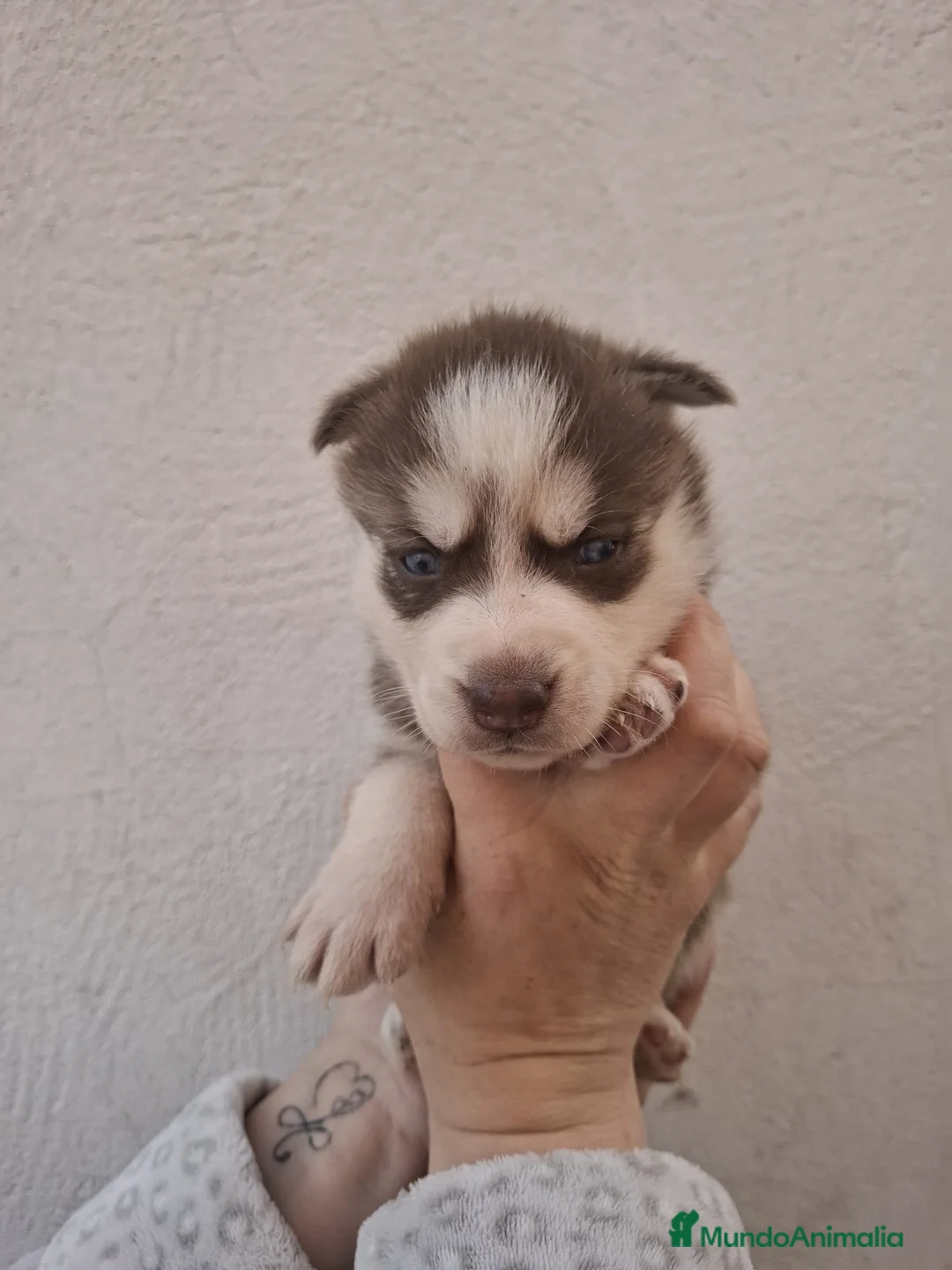 Husky Siberiano perros en venta: Huski siberiano - Anuncio 1