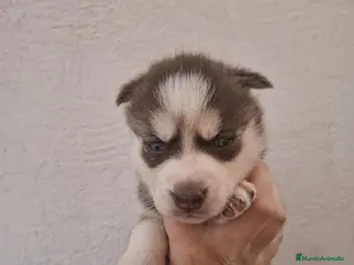Husky Siberiano perros Huski siberiano - Anuncio 3