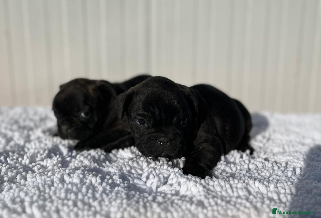 Bulldog Francés perros en venta: Bulldog francés negros  - Anuncio 1