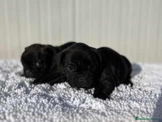 Bulldog Francés perros Bulldog francés negros - Anuncio 2