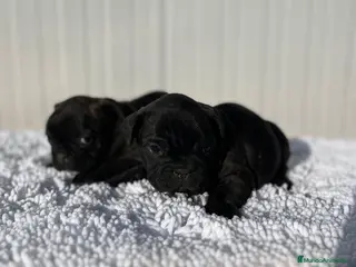 Bulldog Francés perros Bulldog francés negros - Anuncio 16