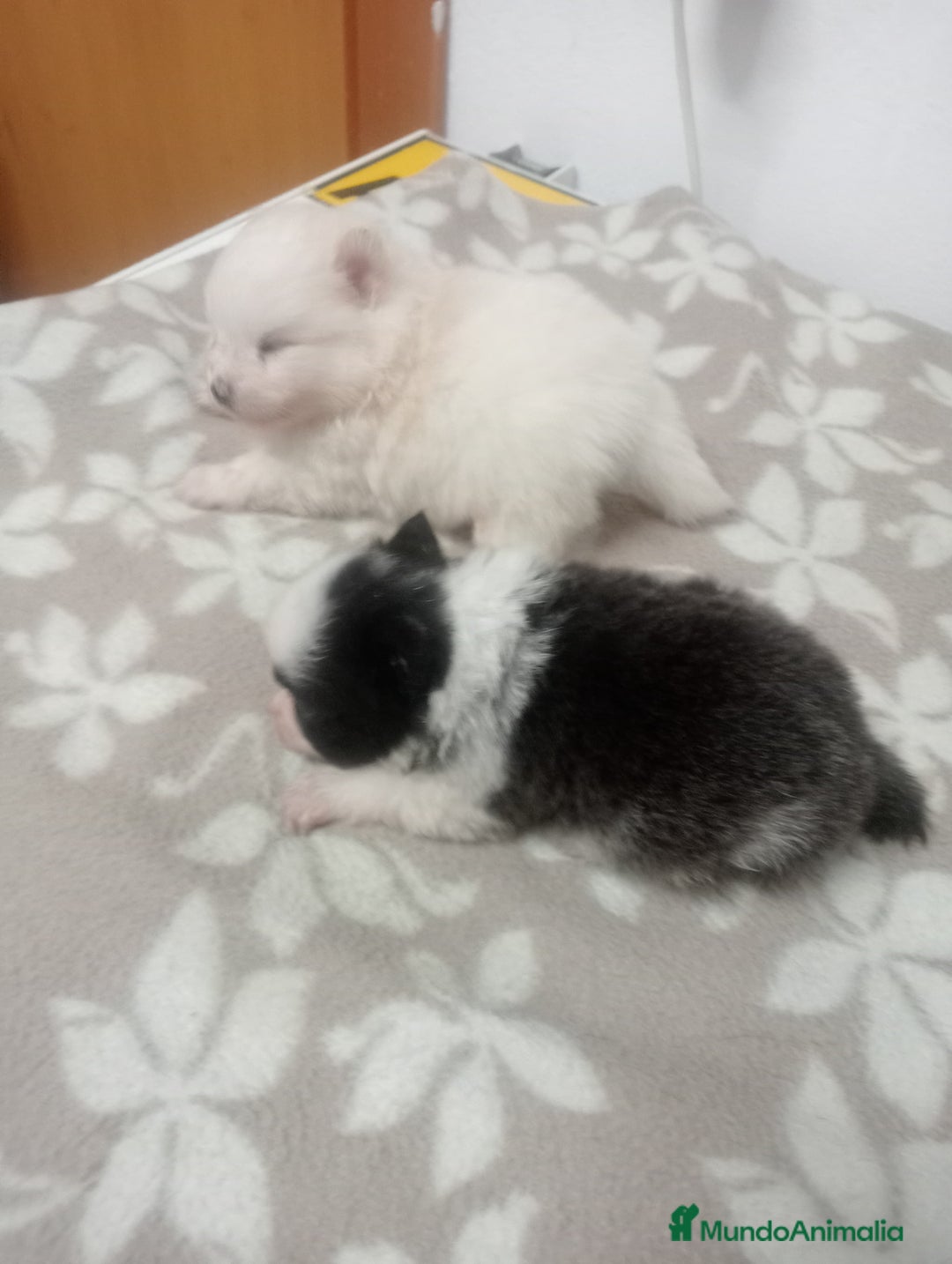 Pomerania perros en venta: LULU DE  POMERANIA  - Imagen 2