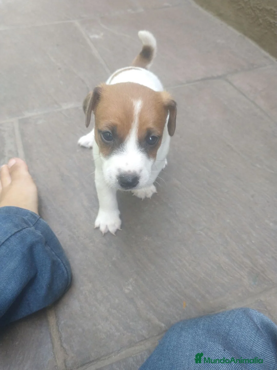 Jack Russell Terrier perros en venta: Cachorros Jack Russell criados en familia - Anuncio 2