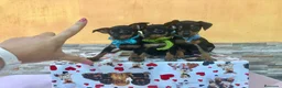 Ratón de Praga perros en venta: Ratón de praga  - Anuncio 3